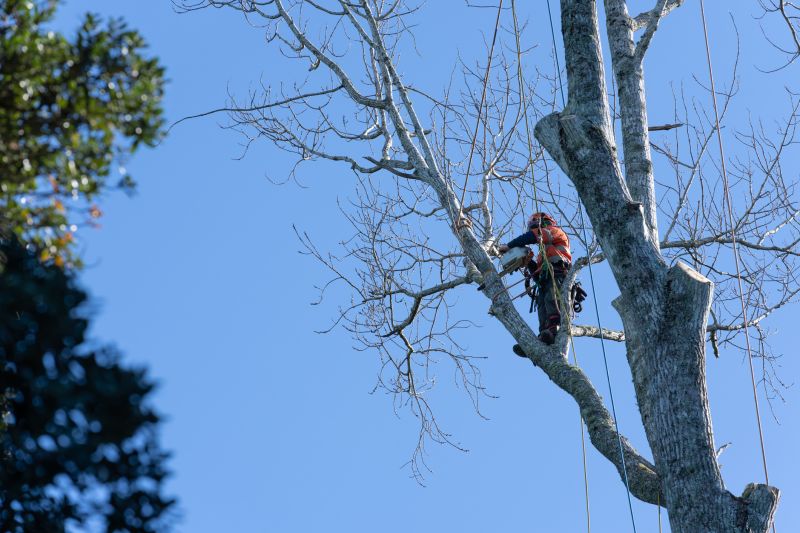 Arborists and Tree Care Specialists